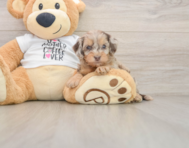 7 week old Cockapoo Puppy For Sale - Seaside Pups
