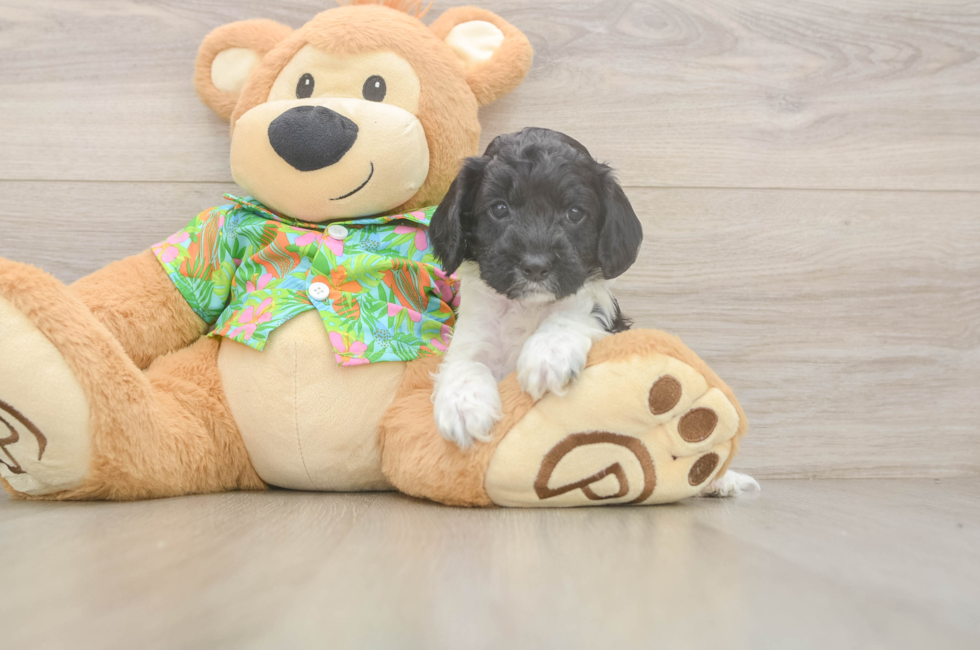 5 week old Cockapoo Puppy For Sale - Seaside Pups