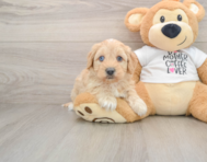5 week old Cockapoo Puppy For Sale - Seaside Pups