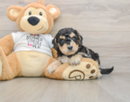 5 week old Cockapoo Puppy For Sale - Seaside Pups