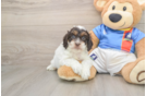 Cockapoo Puppy for Adoption