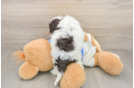 Adorable Cocker Doodle Poodle Mix Puppy