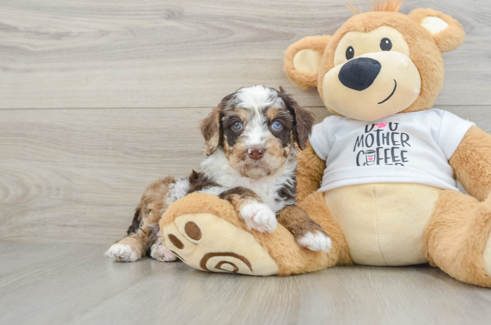 6 week old Cockapoo Puppy For Sale - Seaside Pups
