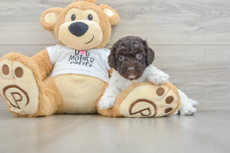 5 week old Cockapoo Puppy For Sale - Seaside Pups