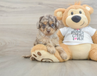 6 week old Cockapoo Puppy For Sale - Seaside Pups
