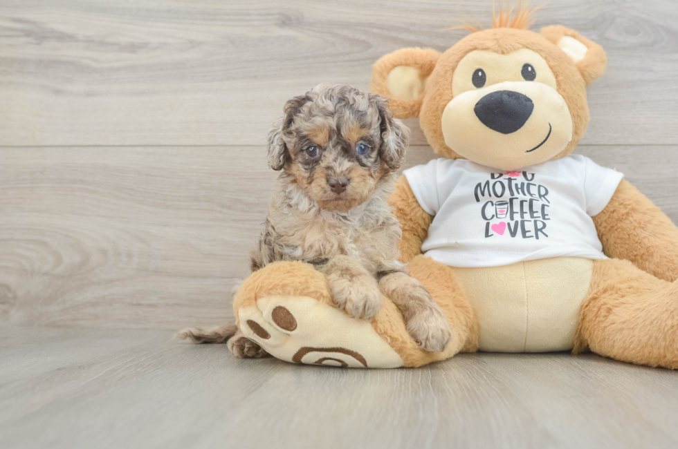 5 week old Cockapoo Puppy For Sale - Seaside Pups
