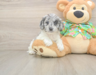 7 week old Cockapoo Puppy For Sale - Seaside Pups