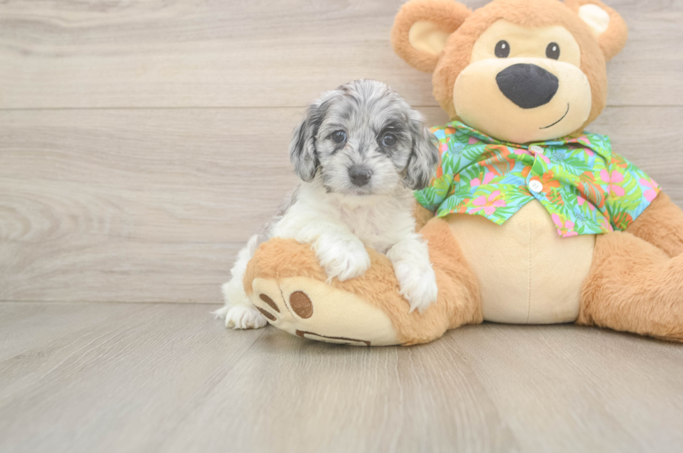 5 week old Cockapoo Puppy For Sale - Seaside Pups