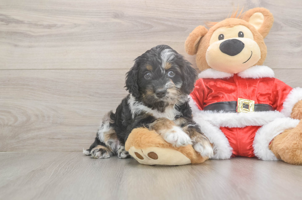 5 week old Cockapoo Puppy For Sale - Seaside Pups