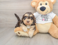 7 week old Cockapoo Puppy For Sale - Seaside Pups