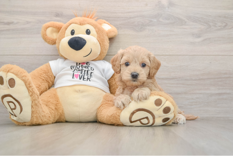 Hypoallergenic Cocker Doodle Poodle Mix Puppy