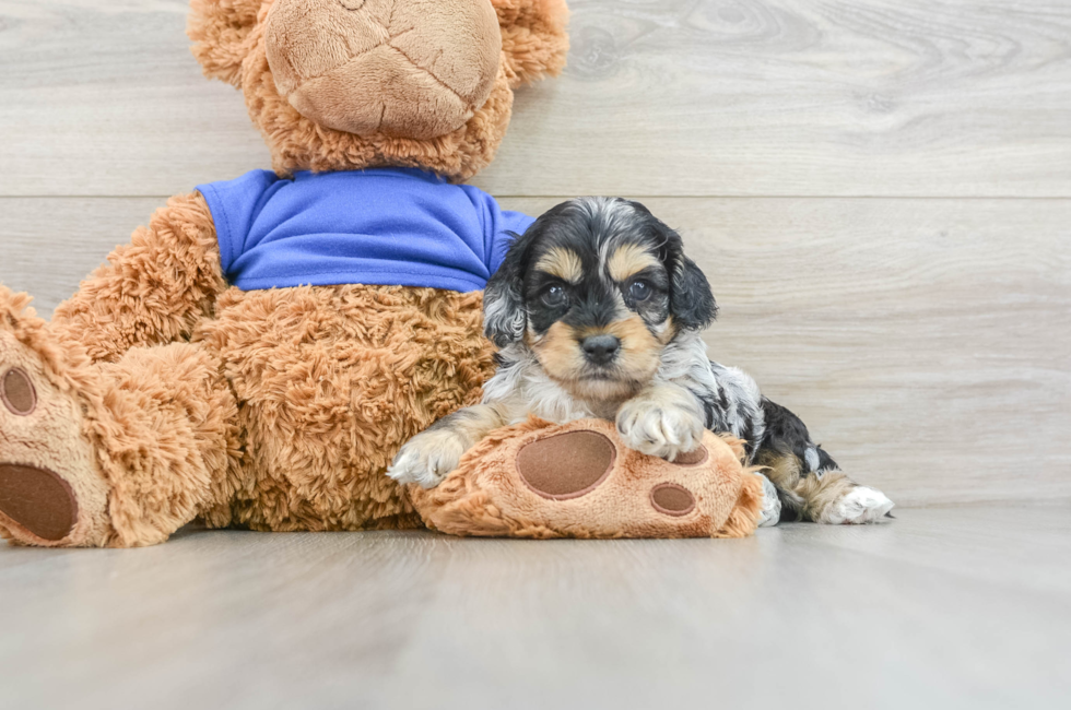 7 week old Cockapoo Puppy For Sale - Seaside Pups