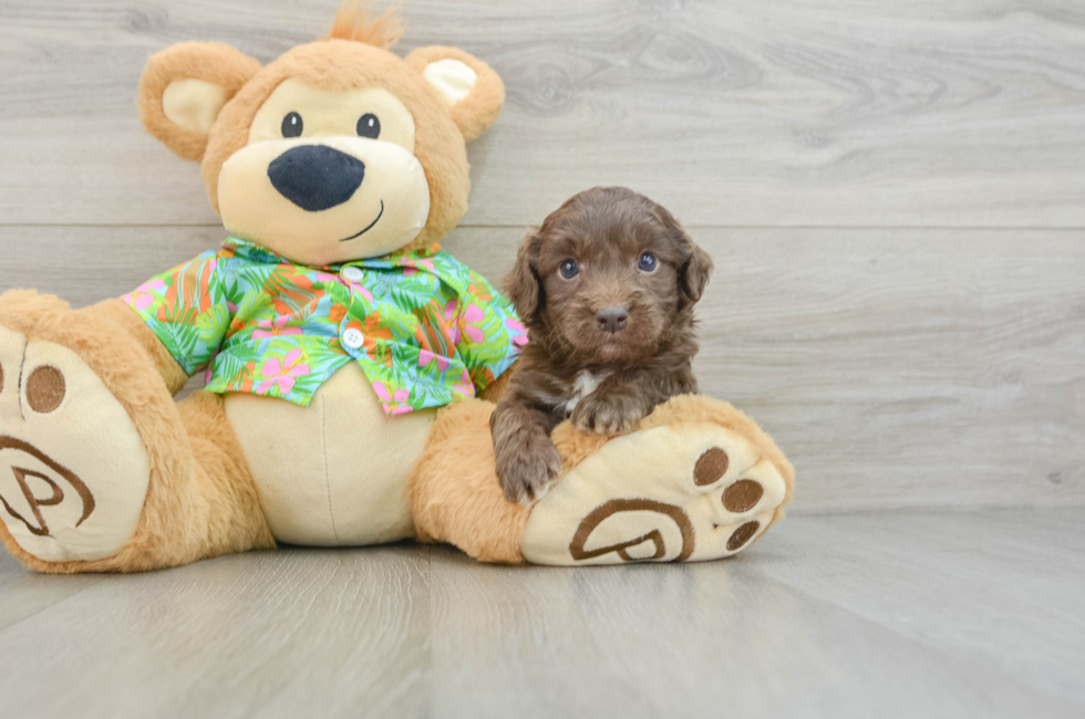 6 week old Cockapoo Puppy For Sale - Seaside Pups