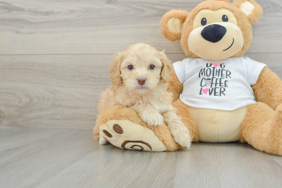 Cockapoo Puppy for Adoption