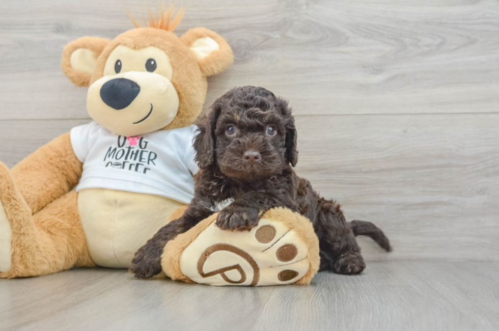 5 week old Cockapoo Puppy For Sale - Seaside Pups