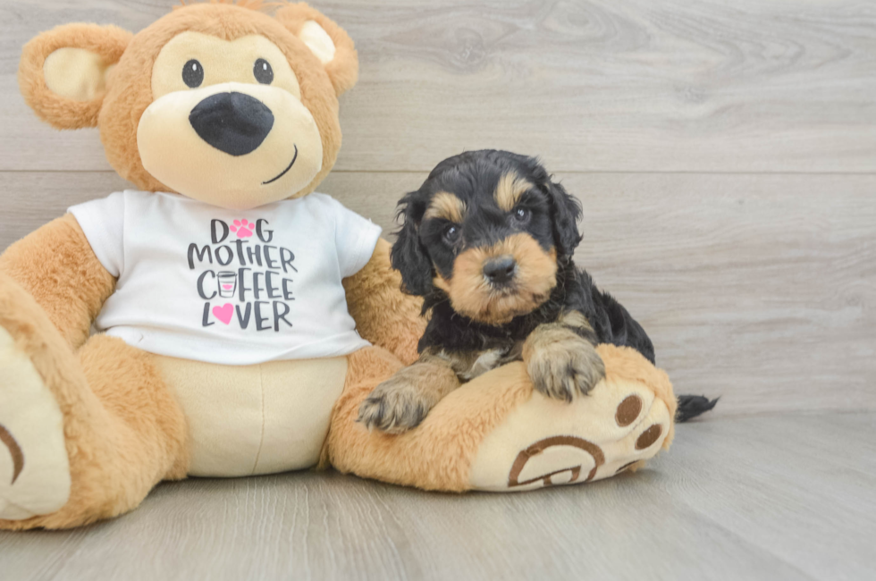 5 week old Cockapoo Puppy For Sale - Seaside Pups