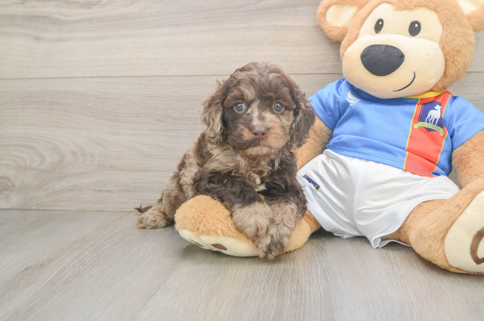 5 week old Cockapoo Puppy For Sale - Seaside Pups