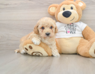 6 week old Cockapoo Puppy For Sale - Seaside Pups