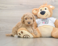 5 week old Cockapoo Puppy For Sale - Seaside Pups