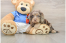 Hypoallergenic Cocker Doodle Poodle Mix Puppy