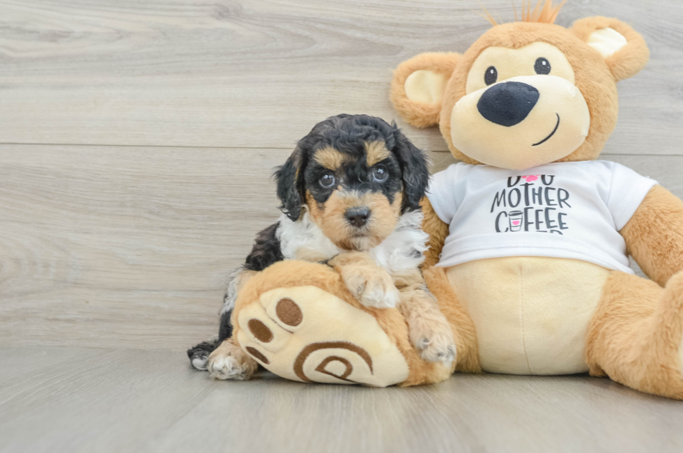 6 week old Cockapoo Puppy For Sale - Seaside Pups