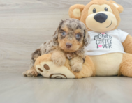 7 week old Cockapoo Puppy For Sale - Seaside Pups
