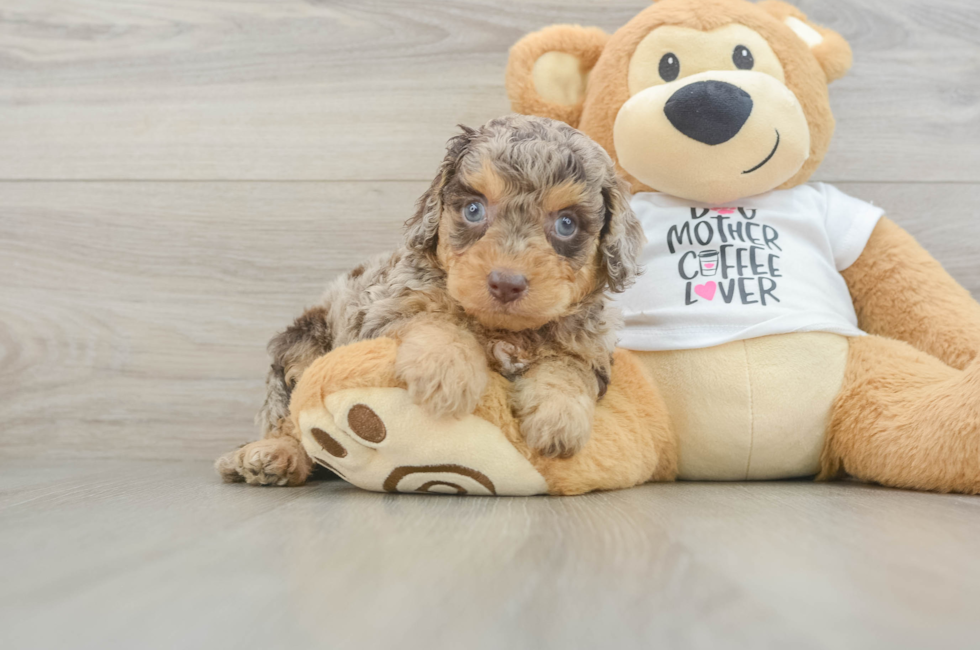 5 week old Cockapoo Puppy For Sale - Seaside Pups