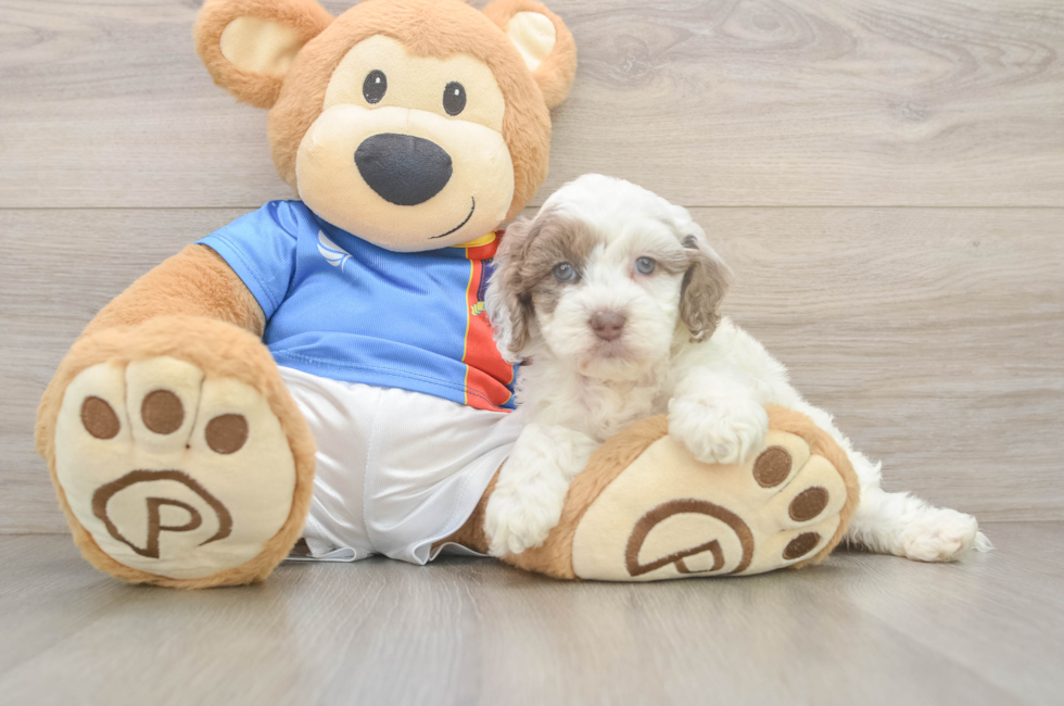 5 week old Cockapoo Puppy For Sale - Seaside Pups