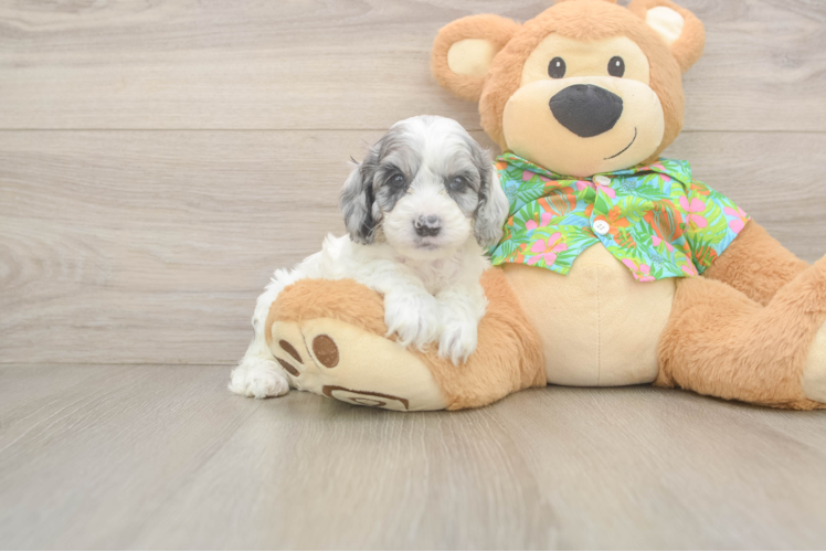 Cockapoo Puppy for Adoption