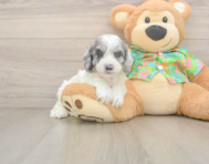 7 week old Cockapoo Puppy For Sale - Seaside Pups