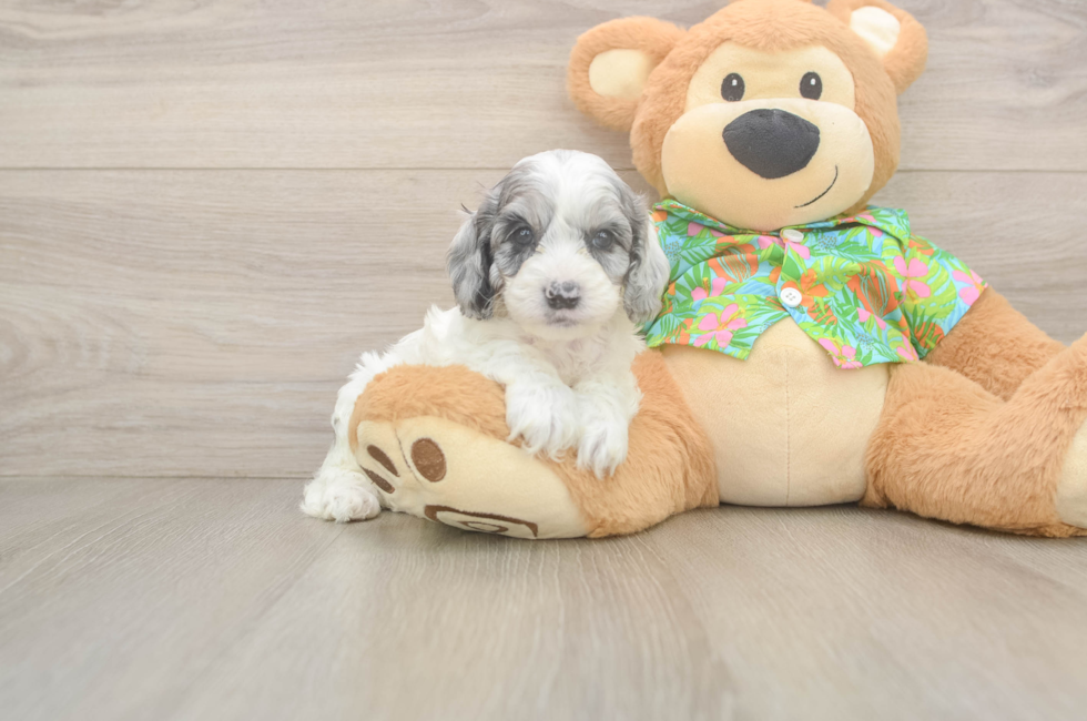 5 week old Cockapoo Puppy For Sale - Seaside Pups