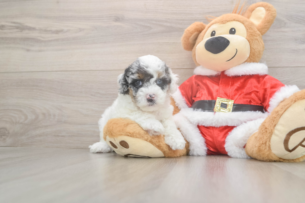 Petite Cockapoo Poodle Mix Pup