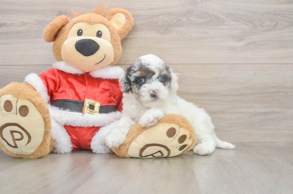 5 week old Cockapoo Puppy For Sale - Seaside Pups