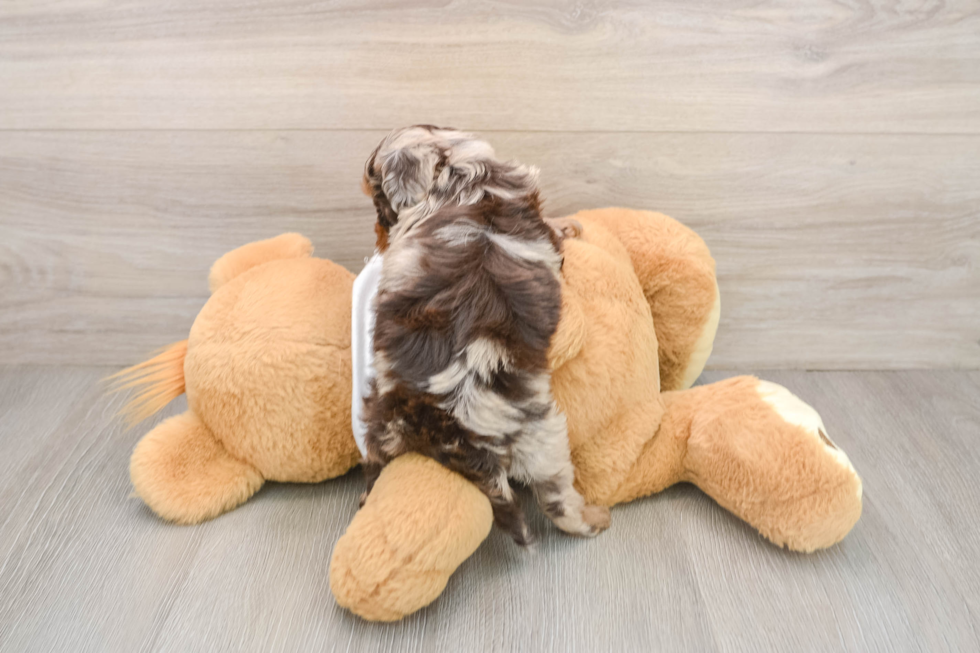 Cockapoo Pup Being Cute