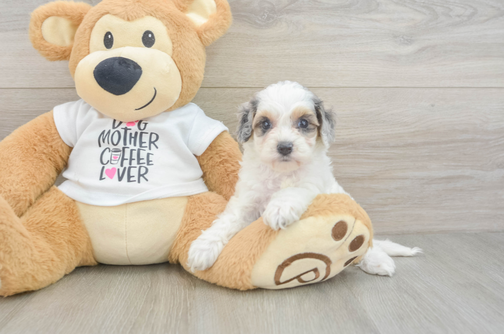 5 week old Cockapoo Puppy For Sale - Seaside Pups