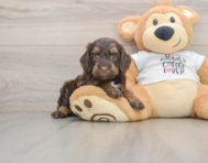 7 week old Cockapoo Puppy For Sale - Seaside Pups