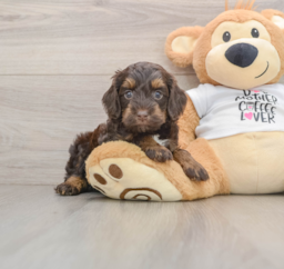 8 week old Cockapoo Puppy For Sale - Seaside Pups