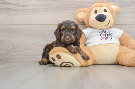 Cockapoo Pup Being Cute