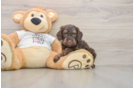 Cockapoo Pup Being Cute