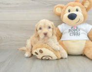 7 week old Cockapoo Puppy For Sale - Seaside Pups