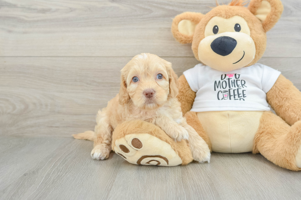 6 week old Cockapoo Puppy For Sale - Seaside Pups