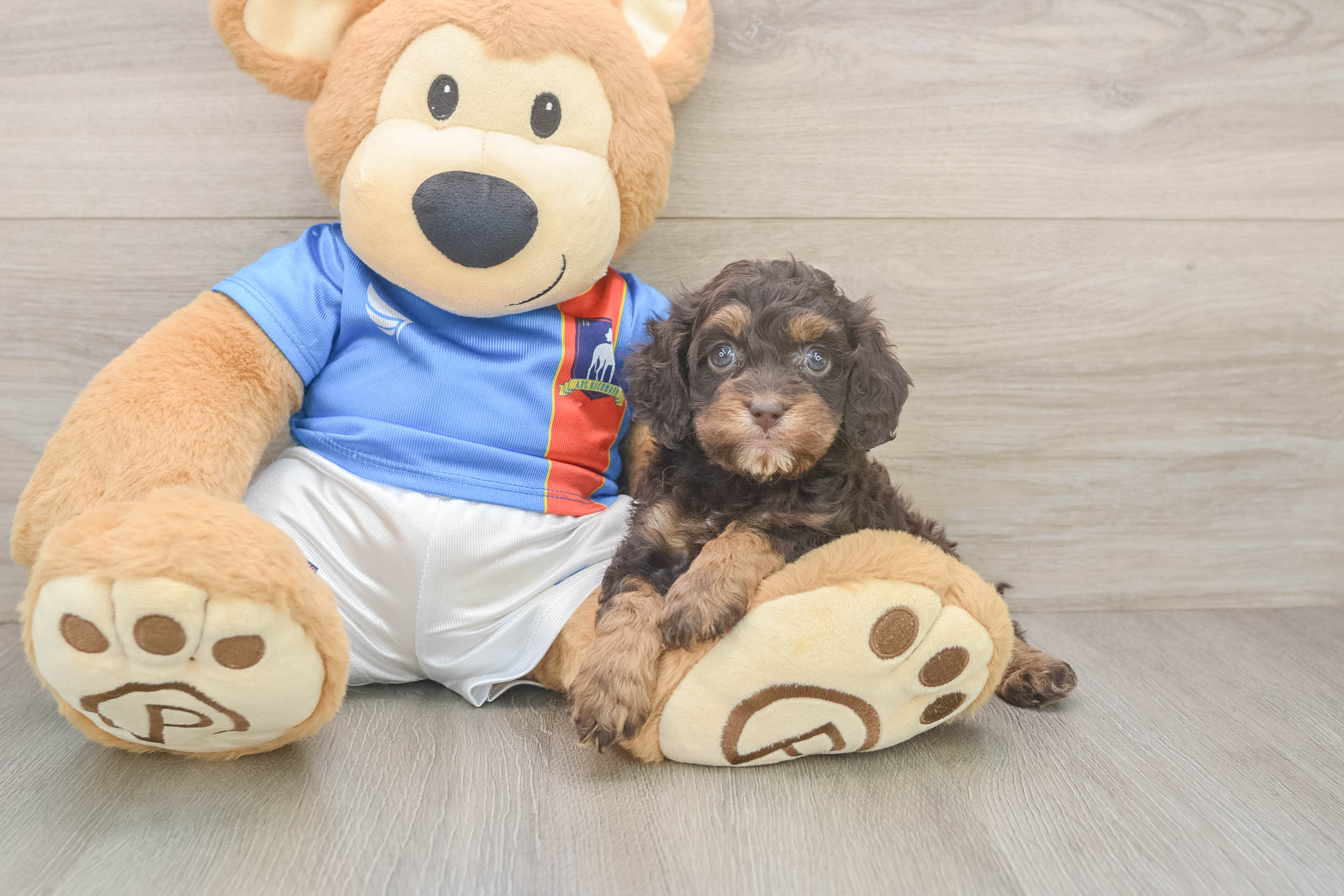 Best Cockapoo Baby