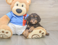 7 week old Cockapoo Puppy For Sale - Seaside Pups