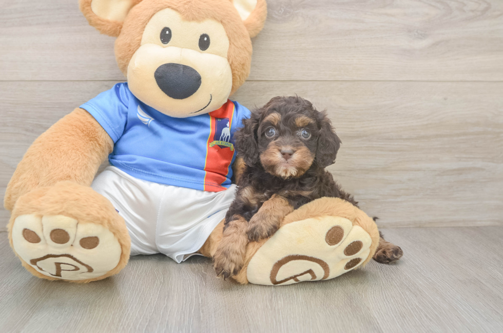 5 week old Cockapoo Puppy For Sale - Seaside Pups