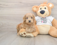 6 week old Cockapoo Puppy For Sale - Seaside Pups