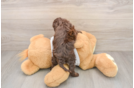 Cockapoo Puppy for Adoption