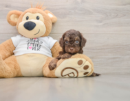 8 week old Cockapoo Puppy For Sale - Seaside Pups