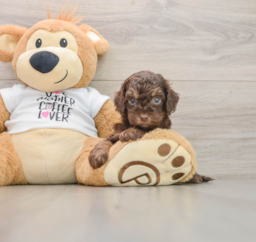 8 week old Cockapoo Puppy For Sale - Seaside Pups
