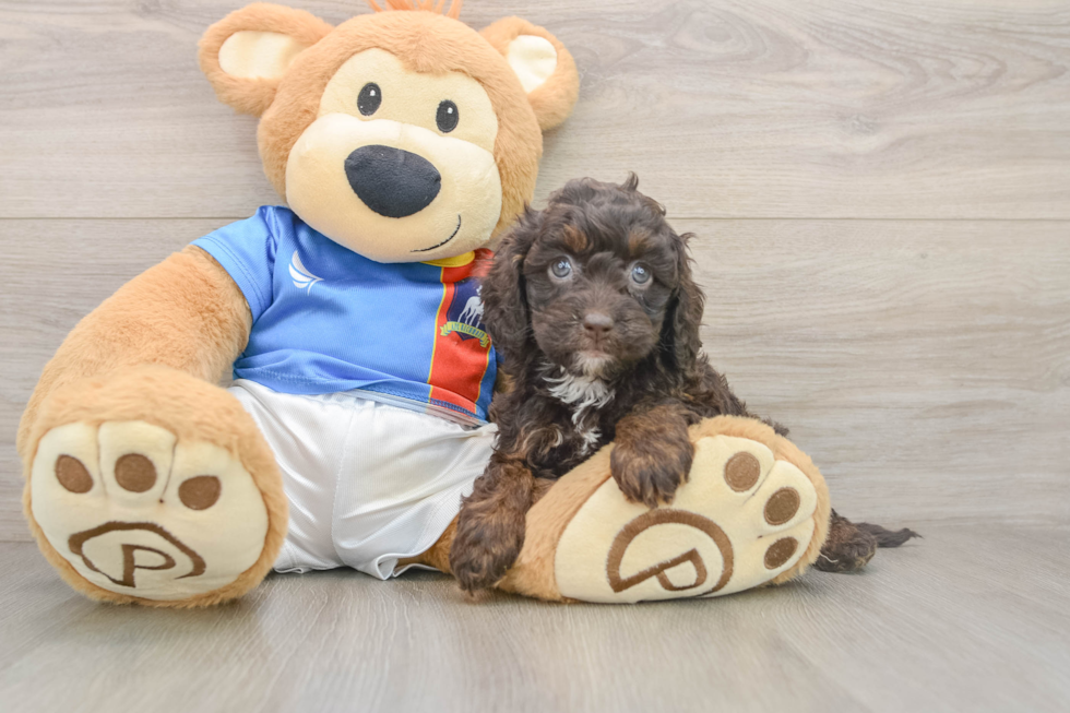 Best Cockapoo Baby