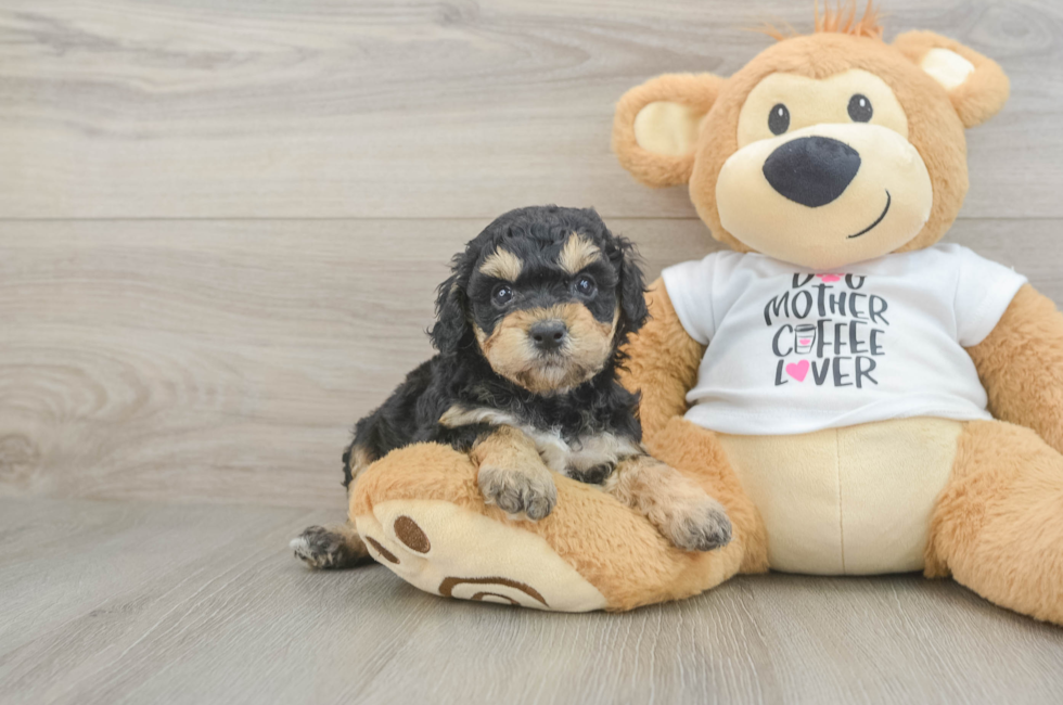 5 week old Cockapoo Puppy For Sale - Seaside Pups